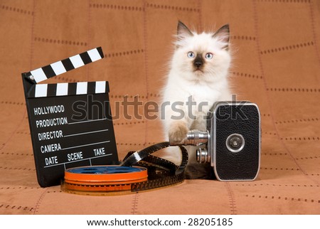 Pretty Ragdoll kitten with vintage film camera, reel of film and clapperboard on brown suede background