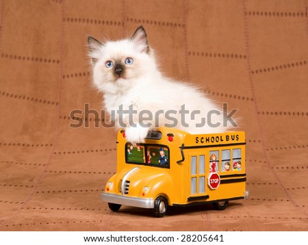 Pretty Ragdoll kitten sitting inside miniature yellow school bus on brown suede background