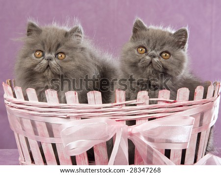 2 Cute blue Persian Exotic kittens in pink basket on lilac background