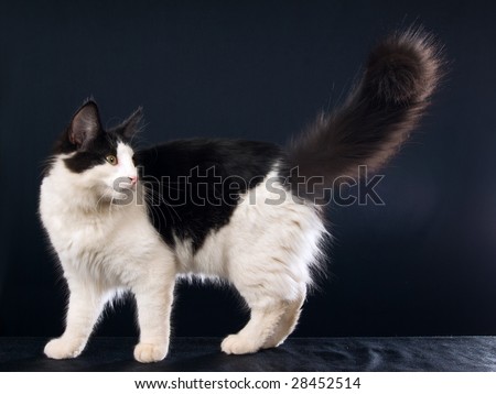 stock photo : Norwegian Forest