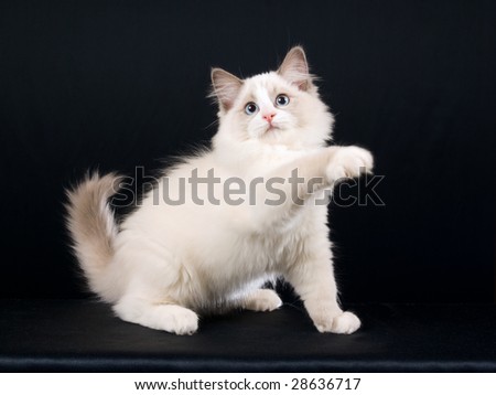 http://whatragdollcat.com/ragdoll-cat-charm/