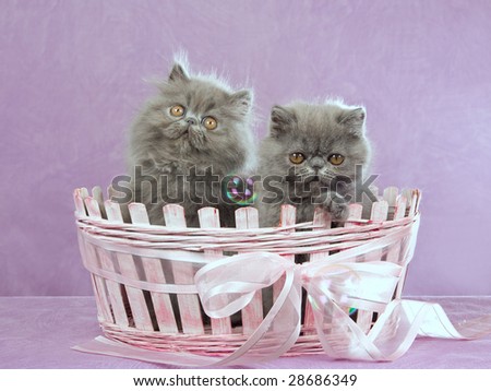 2 Cute Persian Exotic kittens sitting in pink basket watching soap bubbles