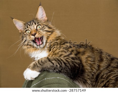 stock photo : Young Maine Coon