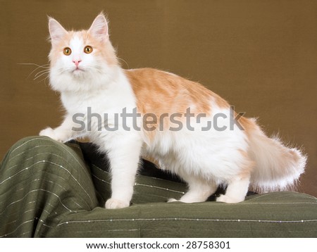 Young Norwegian Forest Cat cream and white juvenile cat on green chair on bronze background