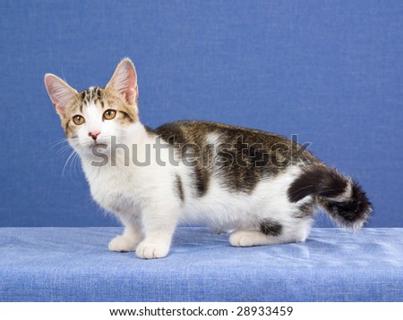 cute munchkin cat