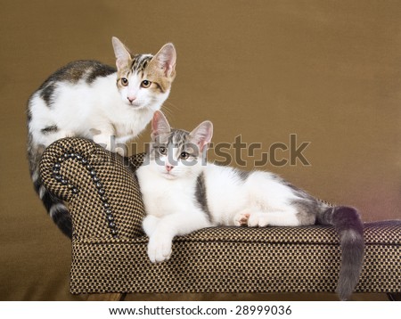 cute munchkin cat