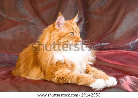 Show champion red Maine Coon on shiny red green background
