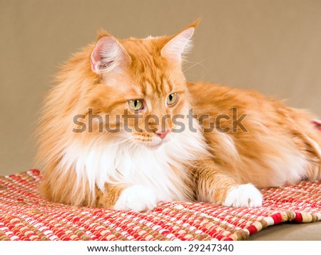 Show champion red Maine Coon on woven red carpet against khaki background