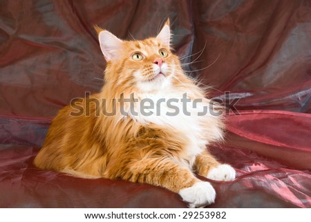 Show champion red Maine Coon with white tabby on shiny red green fabric