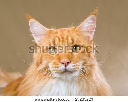 Show champion red Maine Coon tabby with white portrait on khaki background