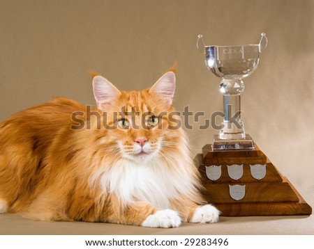 Champion red Maine Coon with trophy on khaki background
