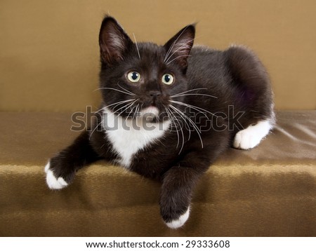 Cute Black Kitten ( Edmonton