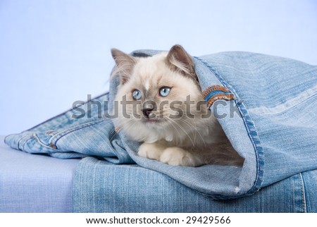 Pretty Ragdoll kitten inside leg of jeans denim pants on blue background