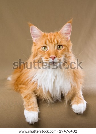 Show champion Maine Coon red tabby with white on khaki background