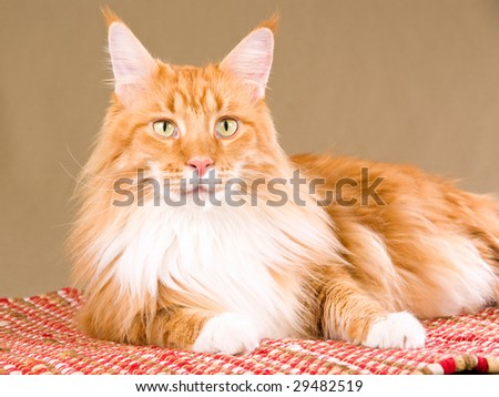 Show champion Maine Coon red tabby lying on red woven carpet on khaki background