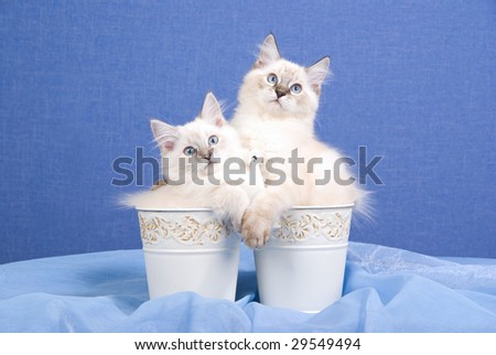 2 pretty Ragdoll kittens sitting inside small buckets pails on blue background