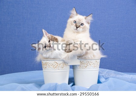 2 funny and playful Ragdoll kittens sitting inside buckets on blue background