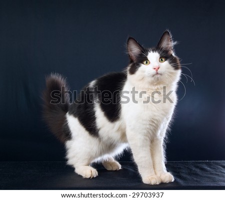 stock photo : Norwegian Forest