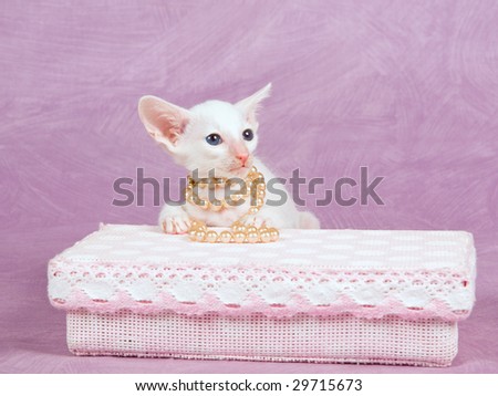 Pretty Siamese Oriental kitten wearing string of pearls with pink gift box