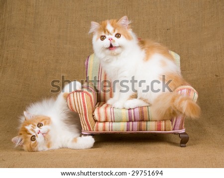 2 cute Persian kittens on miniature chair on hessian burlap background