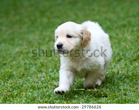 golden retriever puppy running. Golden Retriever GR puppy