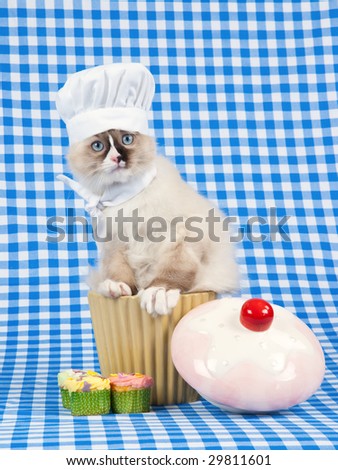 Cute Ragdoll kitten wearing chef hat and scarf sitting in cupcake bowl on blue check background