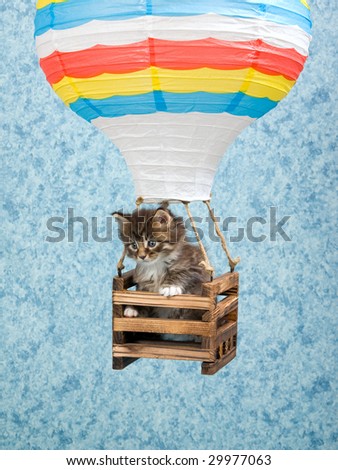 Cute Maine Coon kitten sitting inside hot air balloon basket against blue background
