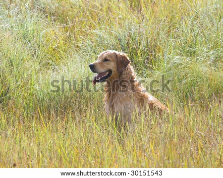 Golden Retriever competing in field trial competition
