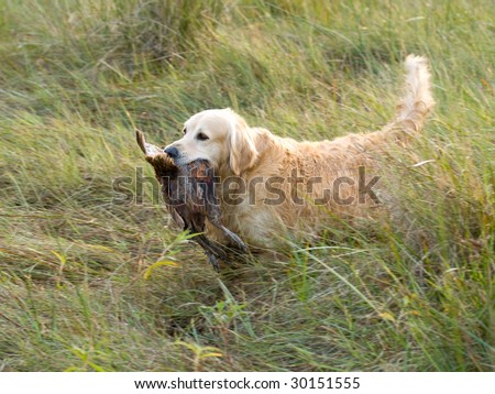 Golden Retriever competing in field trial competition