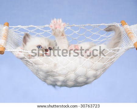 Cute Ragdoll kitten lying in miniature white hammock on blue background