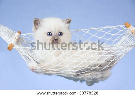 Cute Ragdoll kitten in miniature white hammock on blue background