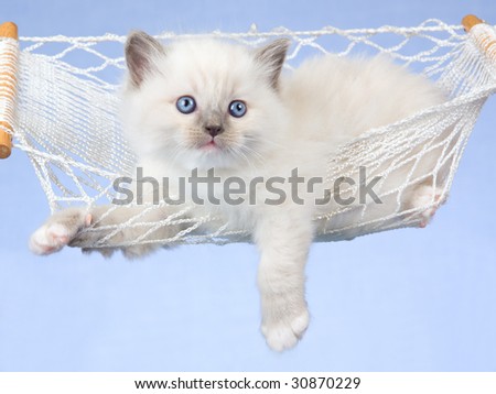 Beautiful Ragdoll kitten lying in miniature white hammock on blue background