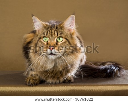 Show champion Maine Coon with green eyes