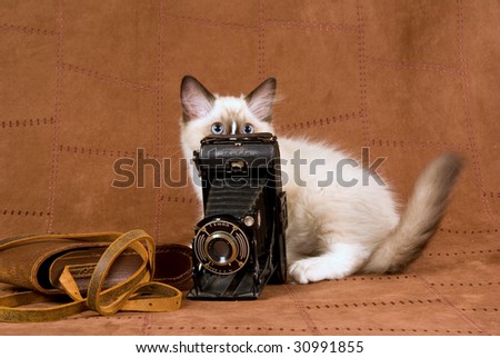 Cute Ragdoll kitten peeping out from behind vintage camera on suede background