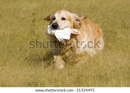 GR Golden Retriever competing in field trial competition