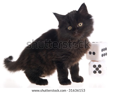 black furry kitten