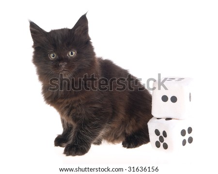 Black Furry Kitten