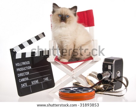 Ragdoll kitten on red director chair with movie props, on white background