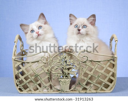 2 Ragdoll kittens sitting inside wrought iron container on blue background