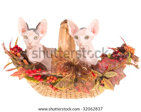2 hairless Sphynx Sphinx kittens in Fall Autumn basket, on white background