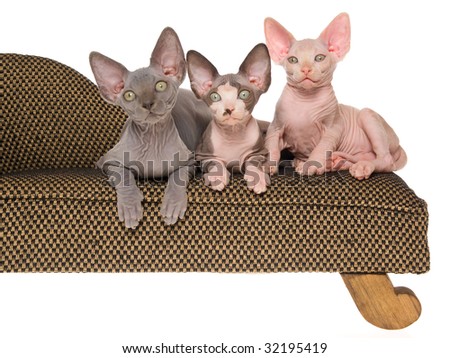 stock photo : 3 cute hairless Sphyx kittens on mini couch, on white 