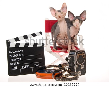 2 cute Sphynx kittens on director chair with movie props, on white background