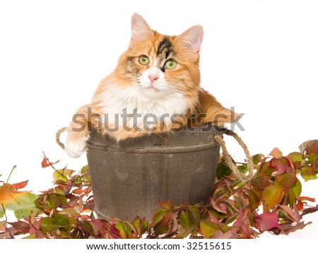 Calico Cat Sitting