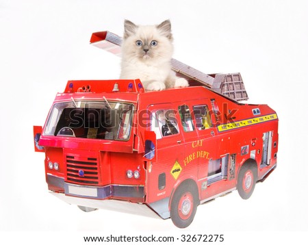 Pretty Ragdoll kitten standing inside miniature red fire truck, on white background