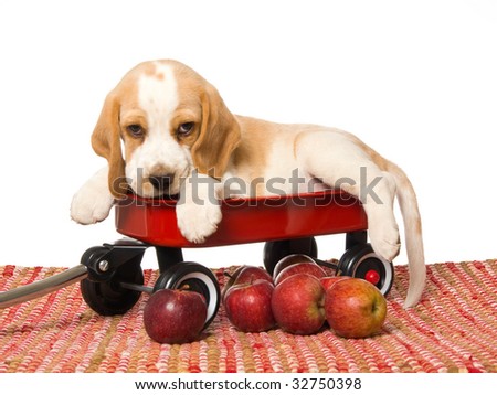 stock-photo-beagle-puppy-lying-in-red-wagon-with-apples-on-red-carpet-on-white-background-32750398.jpg