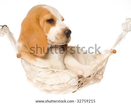 Beagle puppy in white hammock, on white background