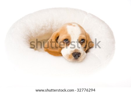 sad beagle puppy