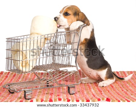 mini beagle puppies. stock photo : Beagle puppy