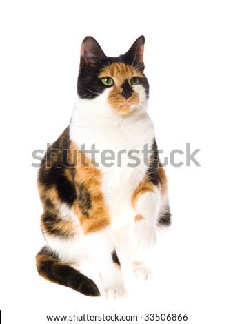 Calico Cat Sitting