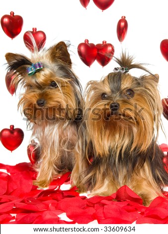 Pictures Of Yorkies Puppies. cute Yorkie puppies on red